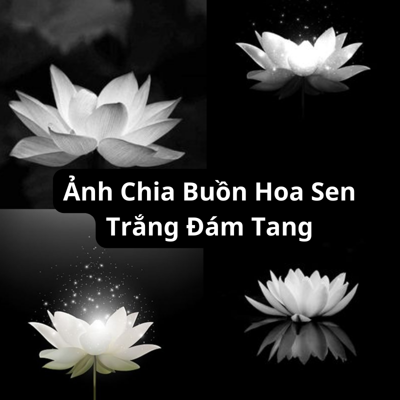 Tải Ảnh Chia Buồn Hoa Sen Trắng Đám Tang Đẹp, Thành Kính ...